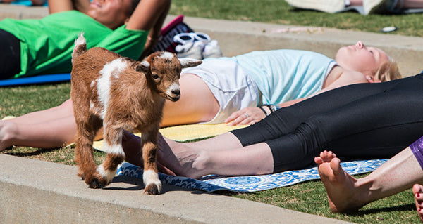 Goat Yoga. Yes, With Actual Goats.